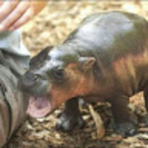 Meet your Posher, Alena